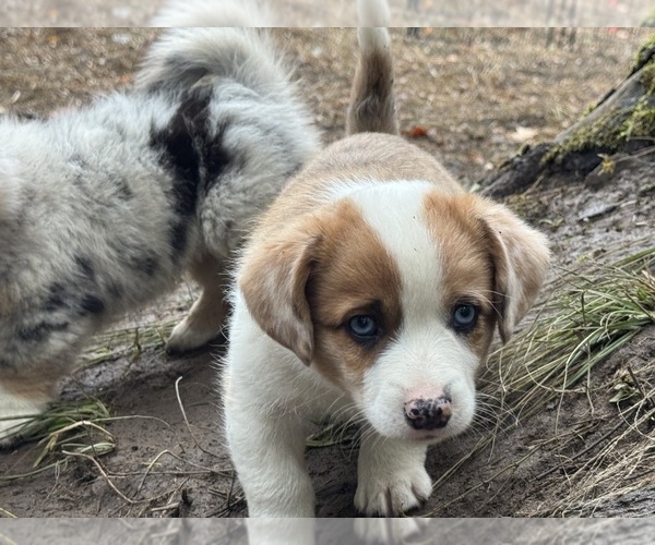 Medium Photo #2 Aussie-Corgi Puppy For Sale in ESPERANCE, NY, USA