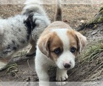 Bramble - Male Aussie-Corgi Puppy for Sale - Photo #2
