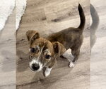 Zaya - Female Mutt Dog for Adoption - Small photo
