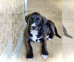 River - Male Australian Shepherd-Unknown Mix Dog for Adoption - Photo #2