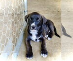 Small #1 Australian Shepherd Mix