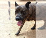 Small #1 Dutch Shepherd  Mix