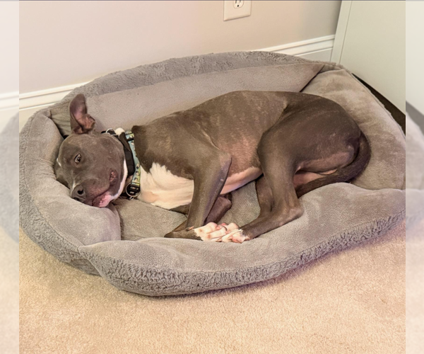 Medium Photo #11 American Staffordshire Terrier-Unknown Mix Puppy For Sale in Holly Springs, NC, USA