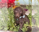 Puppy Jelly Bean Goldendoodle