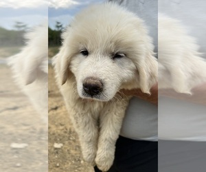Great Pyrenees Puppy for Sale in BULLS GAP, Tennessee USA