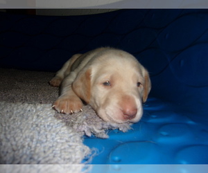 Labrador Retriever Puppy for Sale in MIDLAND, Michigan USA