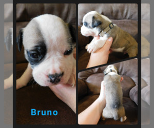 Olde English Bulldogge Puppy for sale in WHEELER, MI, USA