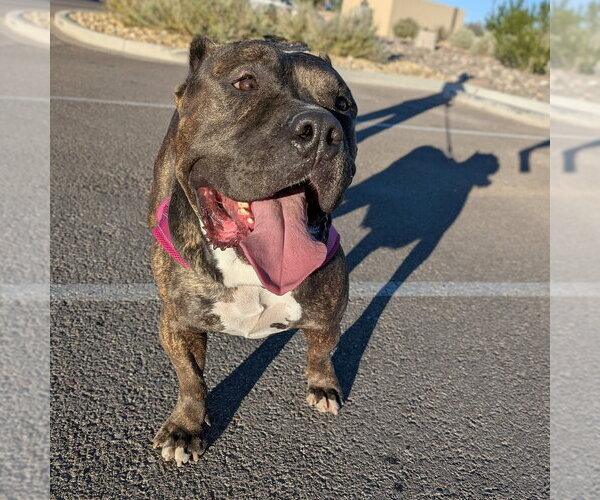 Medium Photo #4 American Pit Bull Terrier Puppy For Sale in Vail, AZ, USA