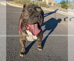 Small #3 American Pit Bull Terrier