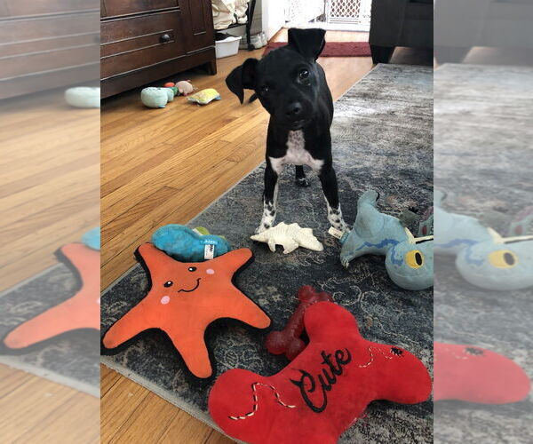Medium Photo #5 Rat Terrier-Unknown Mix Puppy For Sale in San Diego, CA, USA