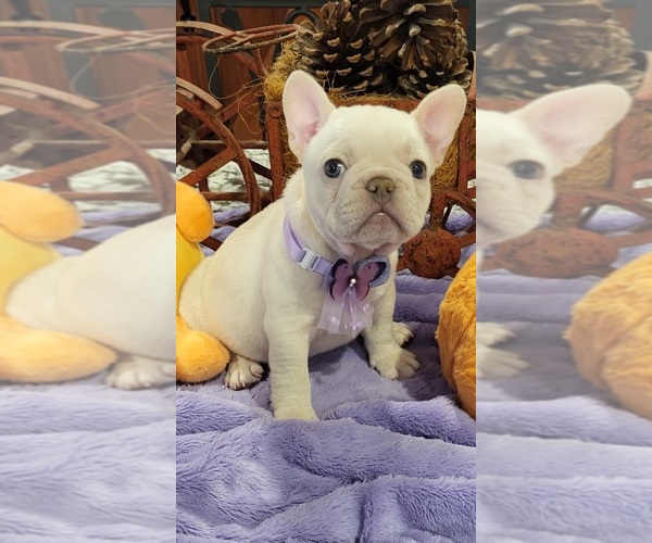 Medium Photo #1 French Bulldog Puppy For Sale in YANTIS, TX, USA