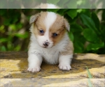 Small Photo #16 Pembroke Welsh Corgi Puppy For Sale in LUTHER, OK, USA