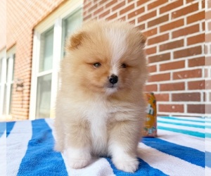 Pomeranian Puppy for sale in DAWSONVILLE, GA, USA