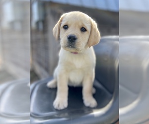 Labrador Retriever Puppy for sale in CENTERVILLE, TN, USA