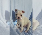 Small Photo #42 Boston Terrier Puppy For Sale in ALBANY, OH, USA