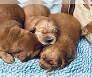 Golden Irish Puppy for Sale in SHEDD, Oregon USA