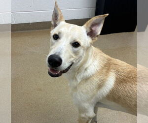 Mutt Dogs for adoption in Rockaway, NJ, USA