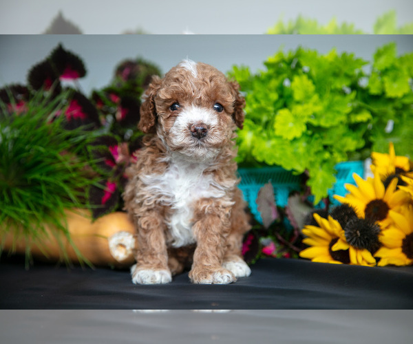 Medium Photo #12 Cavapoo Puppy For Sale in SHILOH, OH, USA