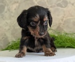 Small #2 Dachshund