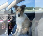 Small #2 Mutt