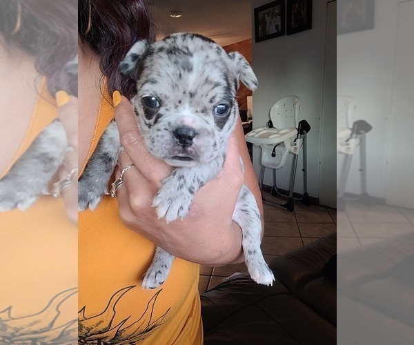 Medium Photo #3 Faux Frenchbo Bulldog Puppy For Sale in PASCO, WA, USA