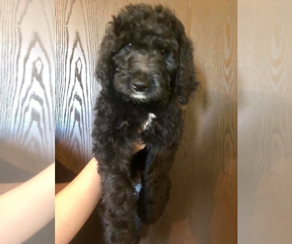 Medium Photo #7 Bernedoodle Puppy For Sale in WINTER, WI, USA