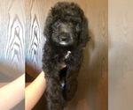 Small Photo #7 Bernedoodle Puppy For Sale in WINTER, WI, USA