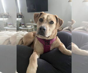 American Staffordshire Terrier-Unknown Mix Dogs for adoption in Wenonah, NJ, USA