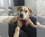 Small American Staffordshire Terrier Mix