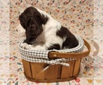 Small Photo #4 English Springer Spaniel Puppy For Sale in WEST FULTON, NY, USA