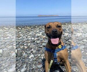 Josie - Female Labrador Retriever-Staffordshire Bull Terrier Mix Dog for Adoption - Photo #6