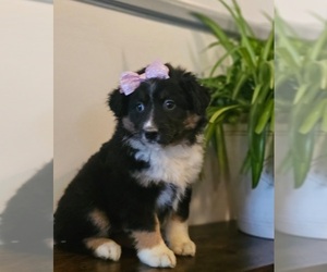 Australian Shepherd Puppy for sale in INDIANAPOLIS, IN, USA