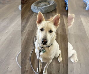 Riggs - Male Unknown-white german shepherd Mix Dog for Adoption - Photo #4