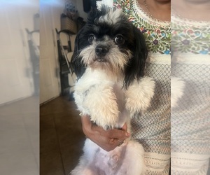 Shih Tzu Puppy for sale in SANGER, CA, USA