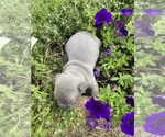 Small #10 Faux Frenchbo Bulldog