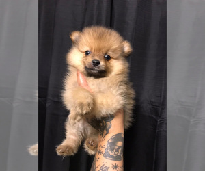 Pomeranian Puppy for sale in SAN YSIDRO, CA, USA