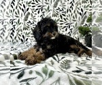 Small #4 Cavapoo