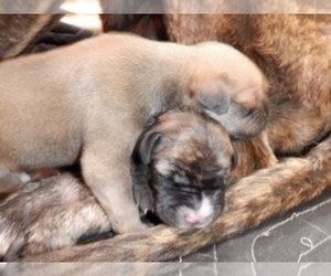 Spanish Bulldog (Alano Español) Puppy for sale in WOODRUFF, SC, USA