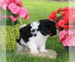 Small #3 Cavapoo