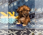 Puppy Zach Zuchon