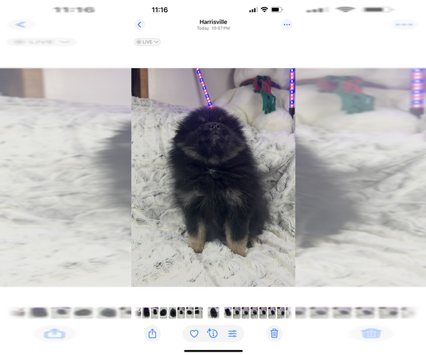Medium Photo #8 Pomeranian Puppy For Sale in HARRISVILLE, MI, USA