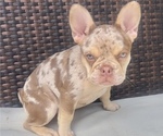 Small #1 French Bulldog