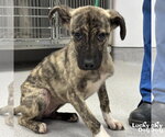 Small #1 Mutt