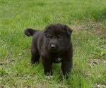 Small Photo #3 German Shepherd Dog Puppy For Sale in SALEM, MO, USA
