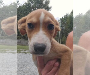 Mutt Dogs for adoption in Woodbury, NY, USA