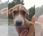 CELINE - Female Mutt Dog for Adoption - Small photo