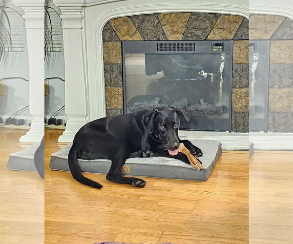 Medium Photo #1 Labrador Retriever Puppy For Sale in Woodland, CA, USA