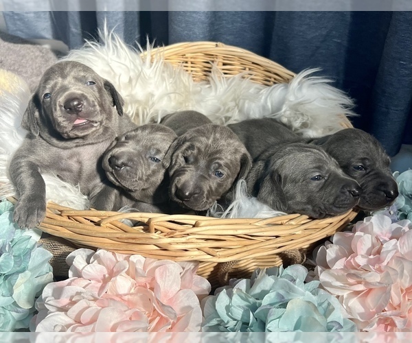 Medium Photo #3 Weimaraner Puppy For Sale in NEWPORT NEWS, VA, USA
