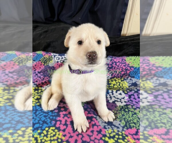 Medium Photo #11 German Shepherd Dog Puppy For Sale in PIEDMONT, MO, USA
