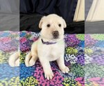 WinterWonderlan - Female German Shepherd Dog Puppy for Sale - Photo #11